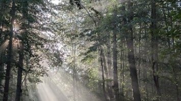 Wald mit Licht, Chistian Schmitt -Pfarrbriefservice