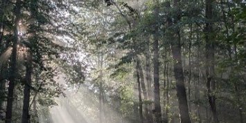 Wald mit Licht, Chistian Schmitt -Pfarrbriefservice