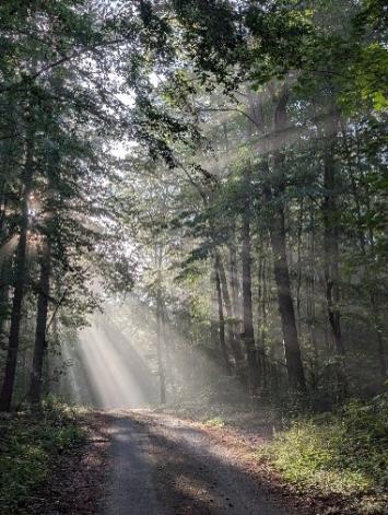 Wald mit Licht, Chistian Schmitt -Pfarrbriefservice