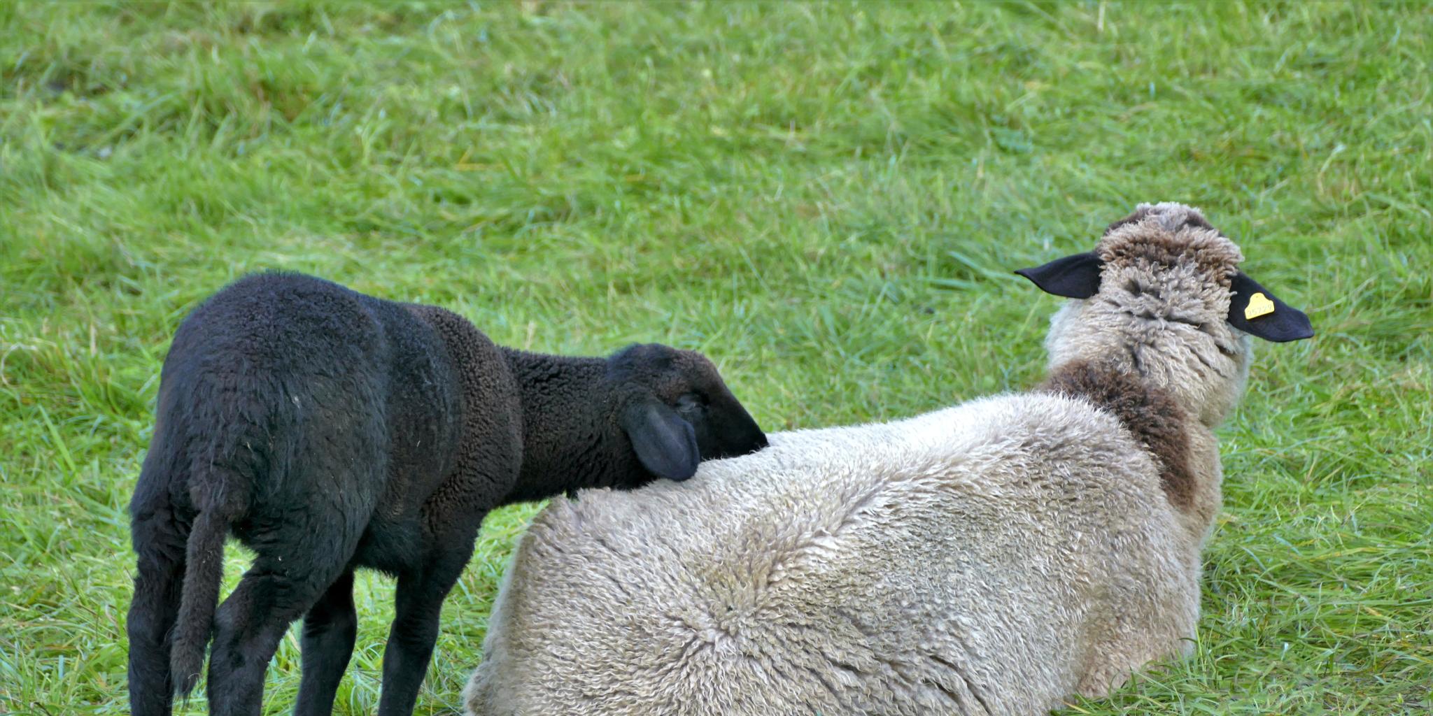 Man sieht ein schwarzes Schaf, welches den Kopf auf ein weißes Schaf legt.